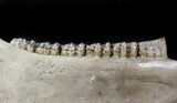Fossil Horse Jaw - North Sea Deposits #45377-1